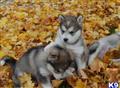 Alaskan Malamute